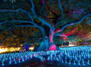 Nurturing Social Cohesion Through Public Festivals